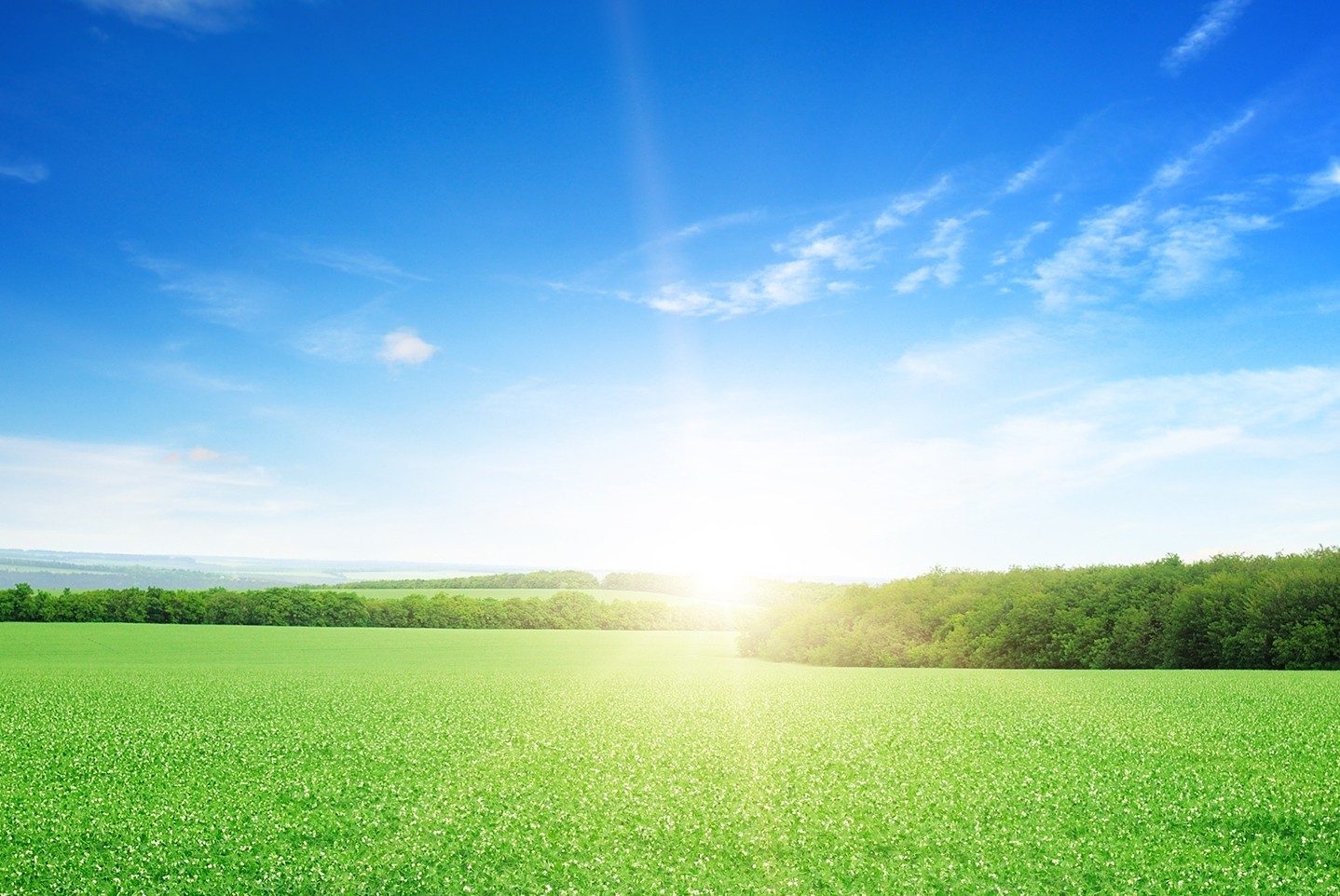 sunrise over a green field