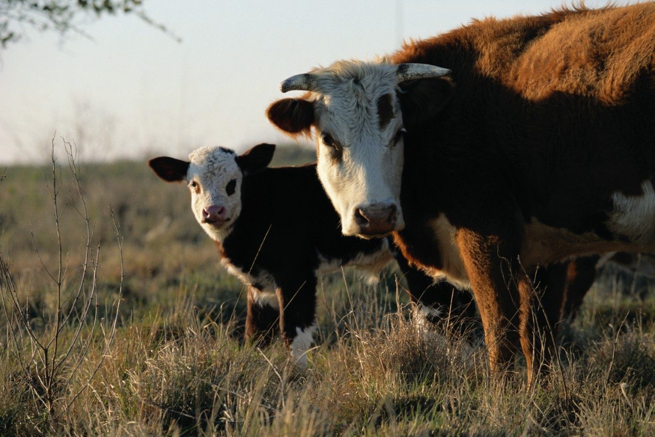 Cows grazing in field