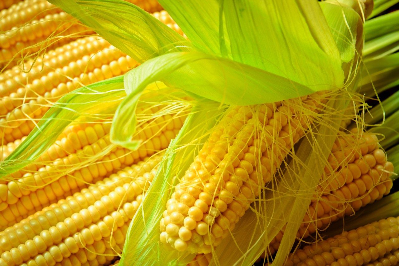 Yellow ears of corn and husk