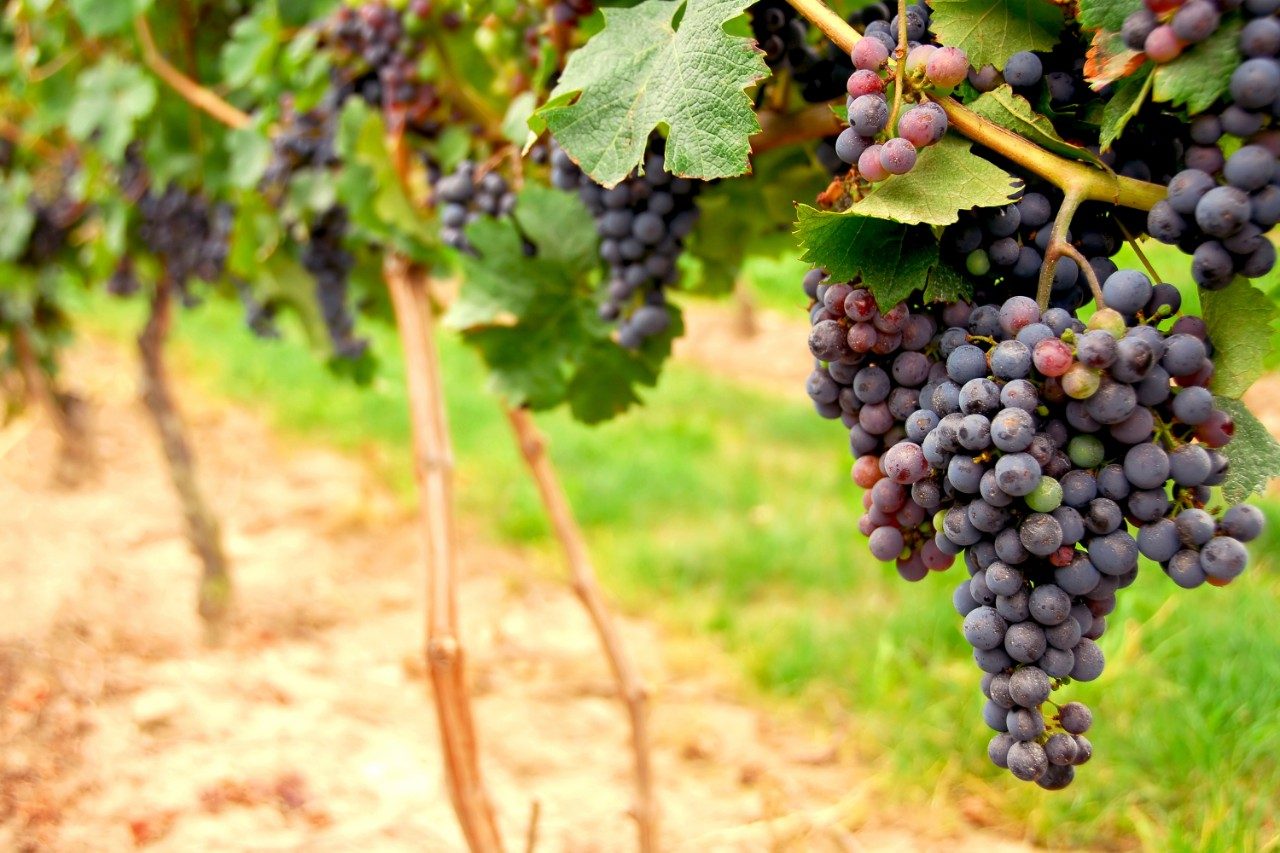 Red grapes hanging on vines