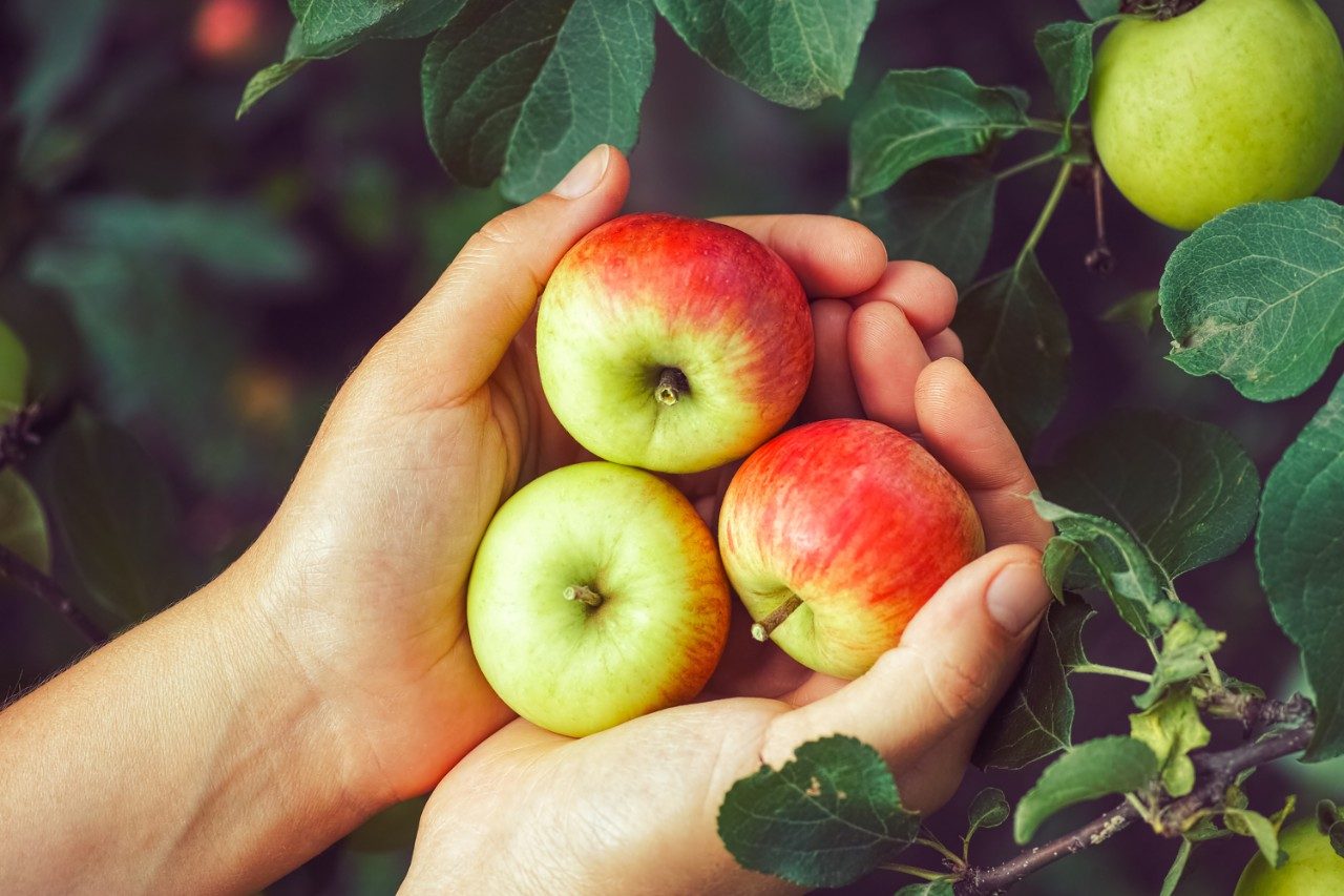 Ripe apples being picked from tree