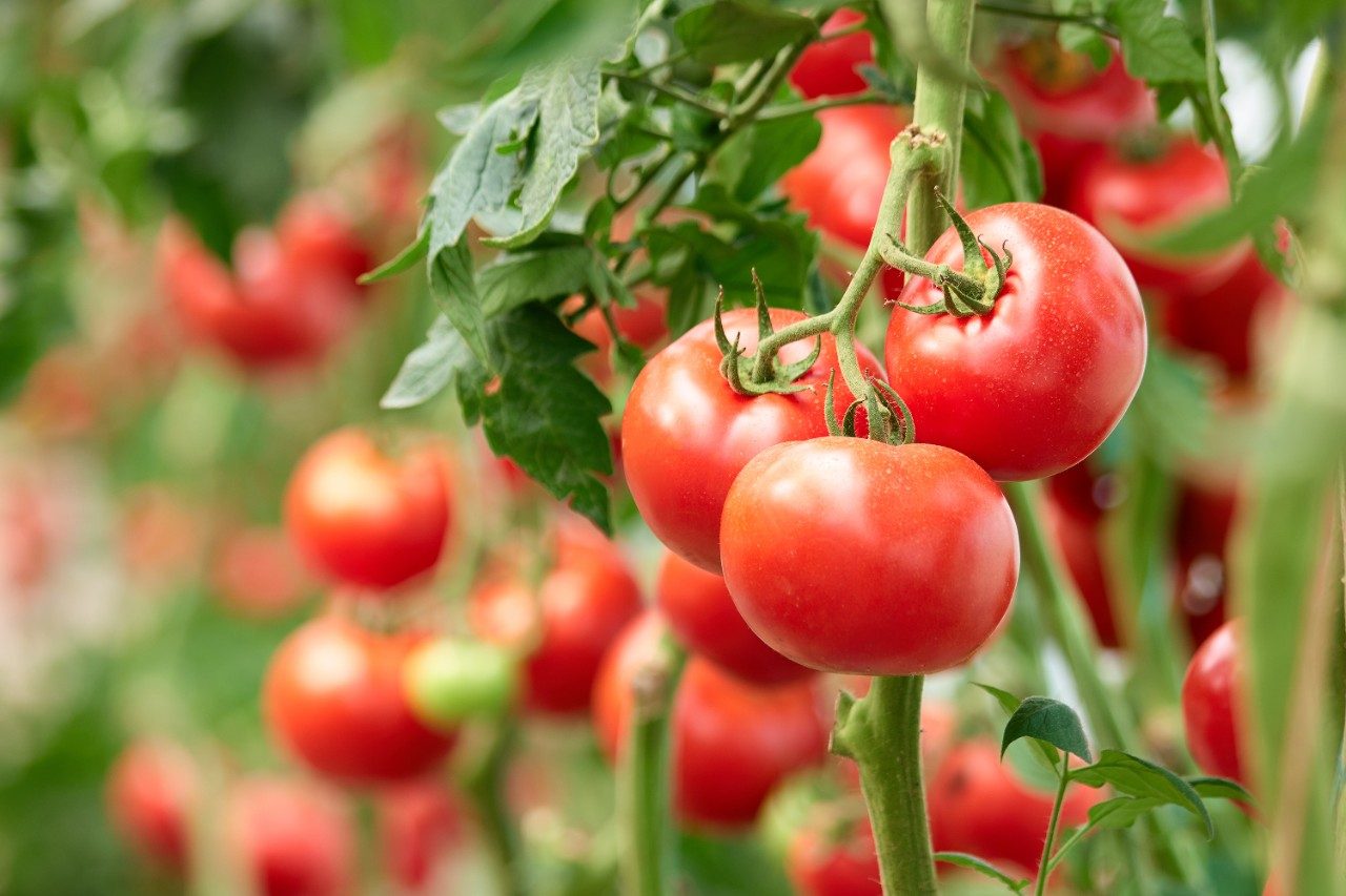 Ripe tomatoes on green branch