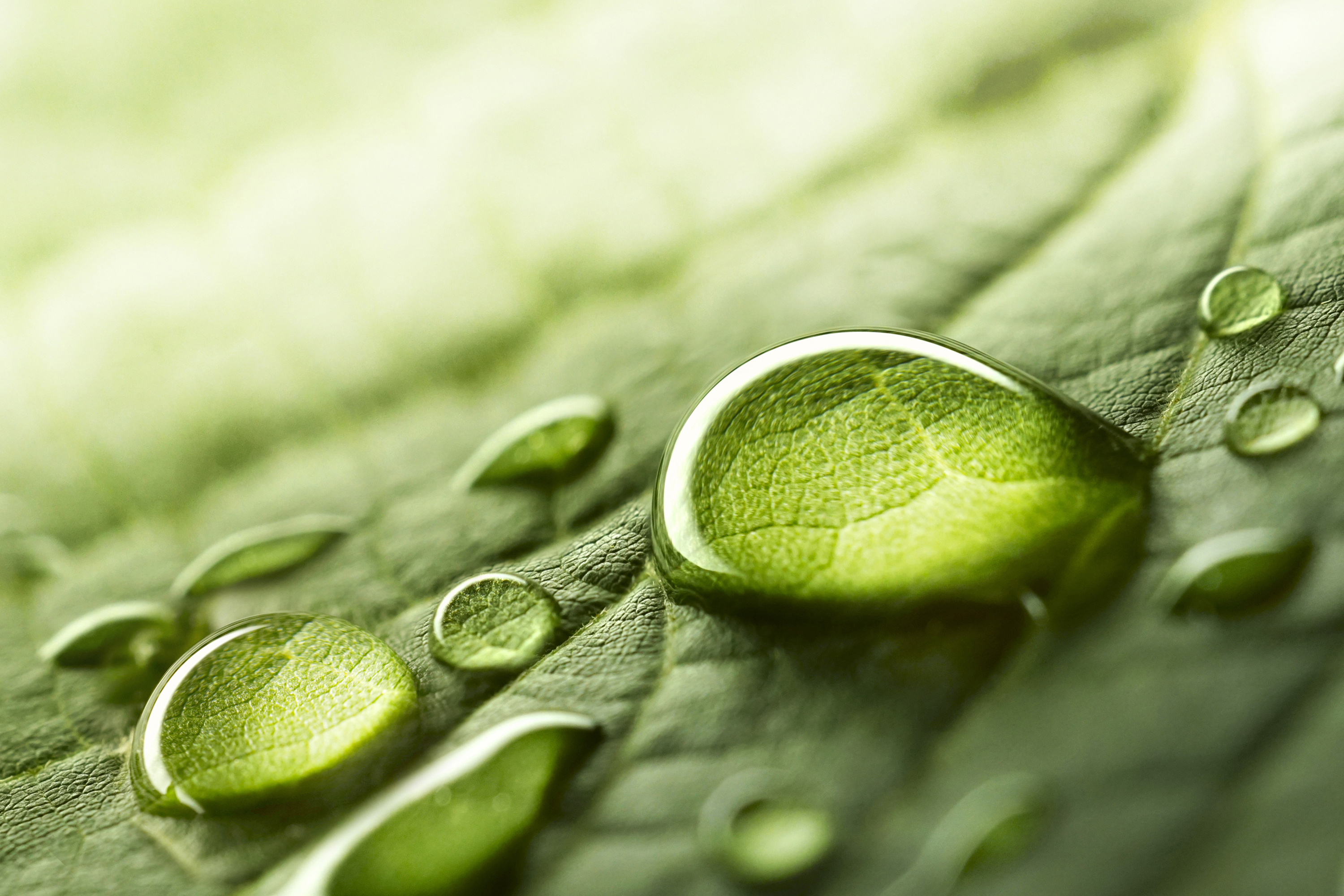 Rain water on a green leaf closeup