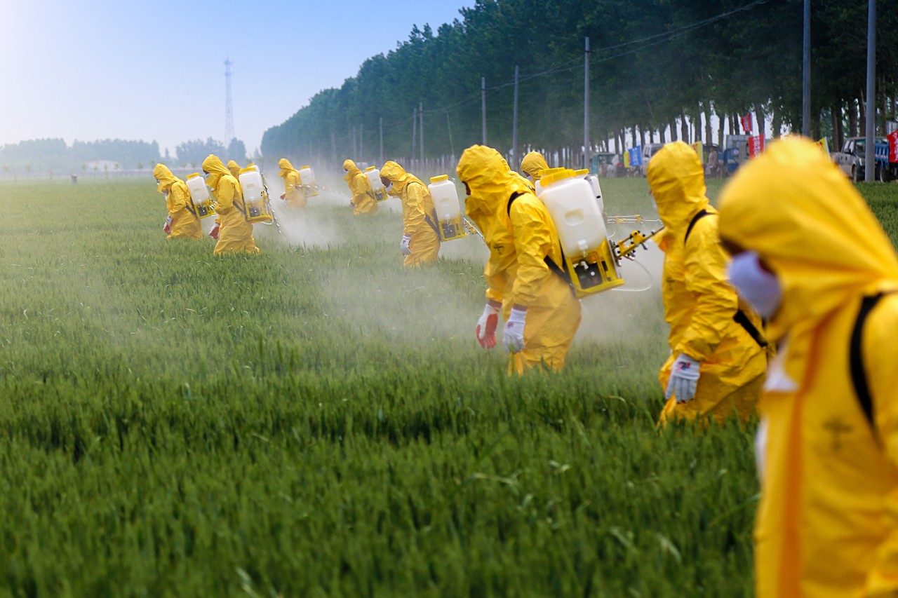 身着防护服的农民正在麦地里喷洒农药