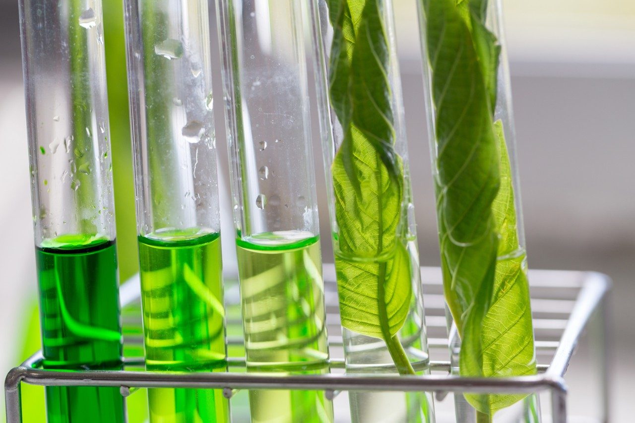 Green plant leaves in test tubes