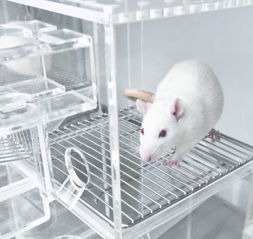 Animal experiments for urine collection using white rats