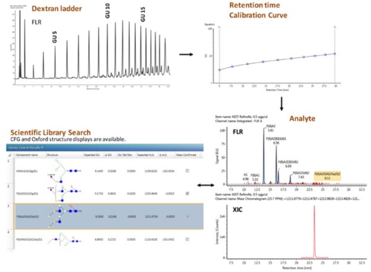 Workflow 1: Glycan FLR with MS confirmation.