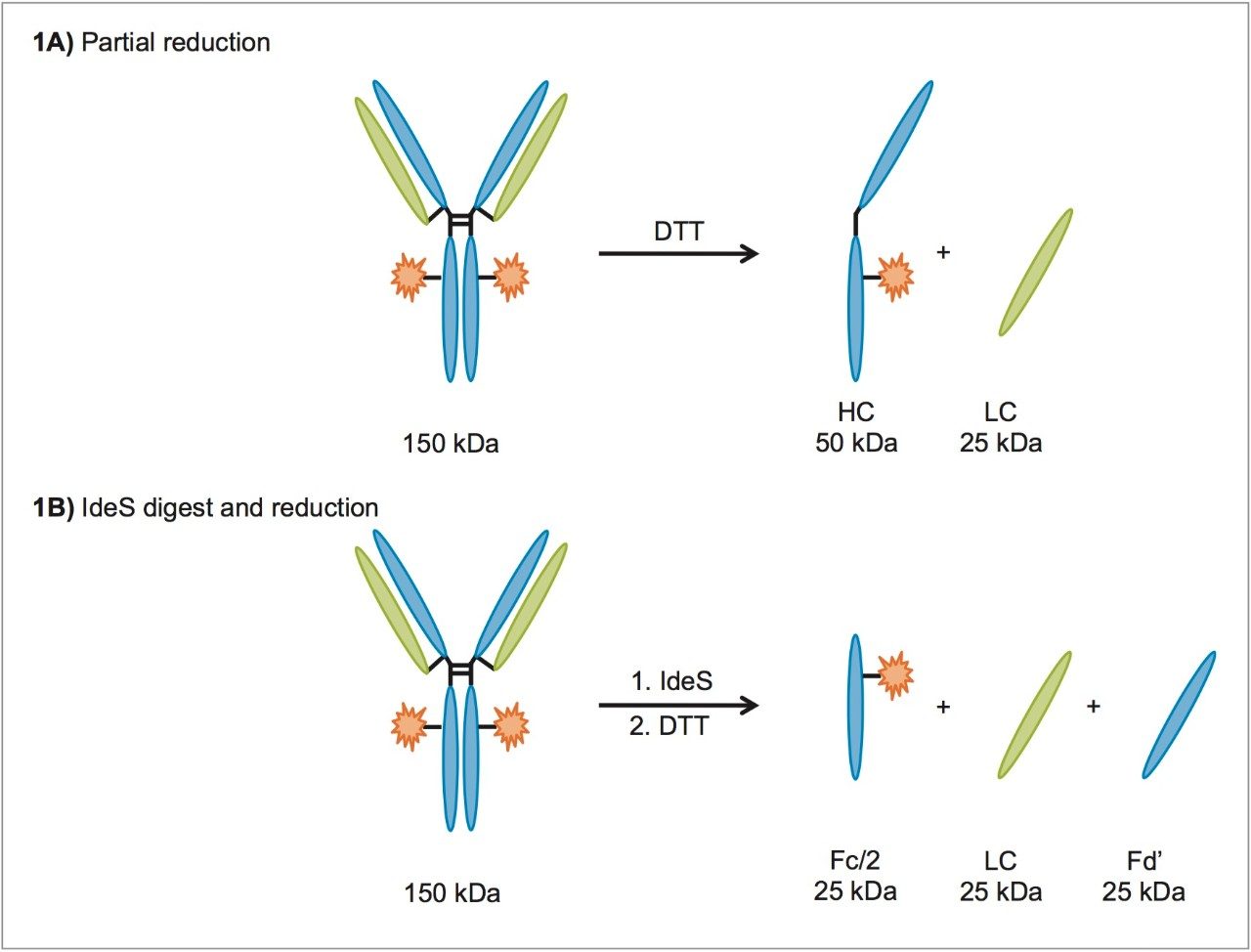 Formation of subunits