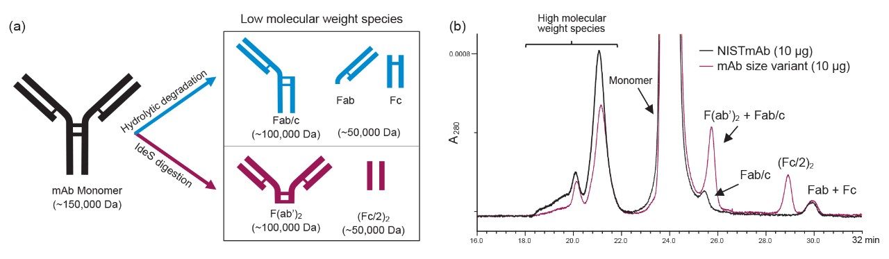  (a) mAb graphic (b) A representative A280 SEC chromatogram.