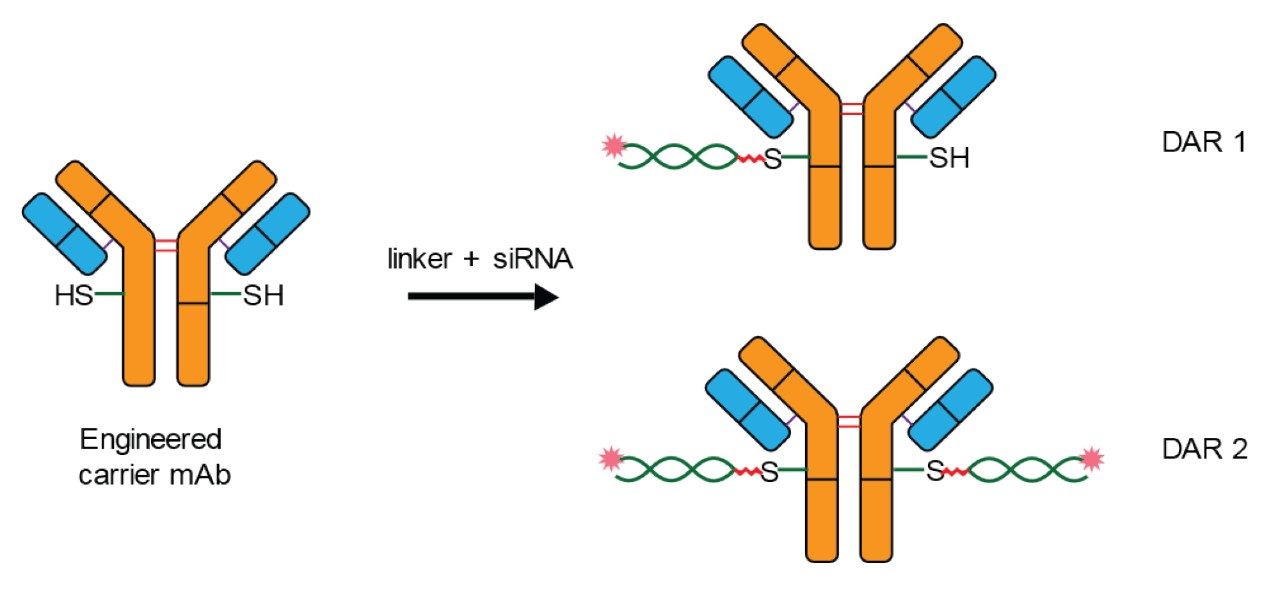 ARC (Antibody siRNA Conjugate).