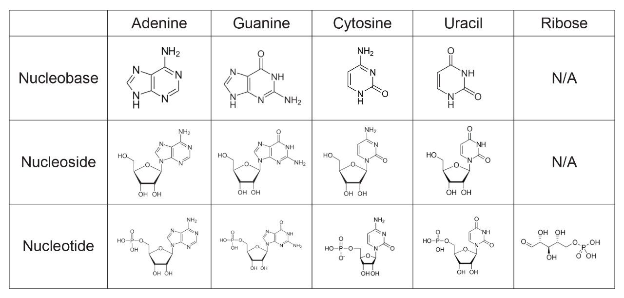 Analyte structures of the nucleobases, nucleosides, and nucleotides