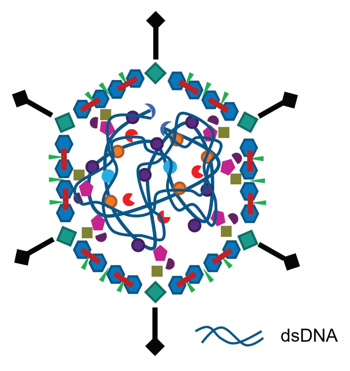 Illustrative depiction of human adenovirus 5 (HuAdV5) based on recent structural understandings outlined by Reddy and co-workers