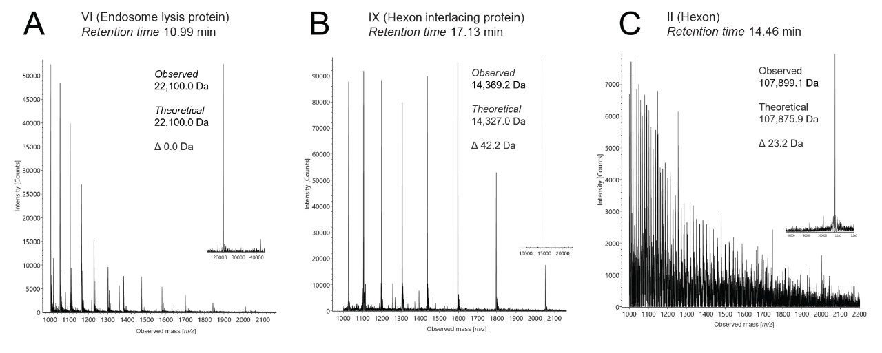 Time of flight mass spectra from ESI-MS obtained for three of the abundant species observed in the HuAdV5 GFP sample