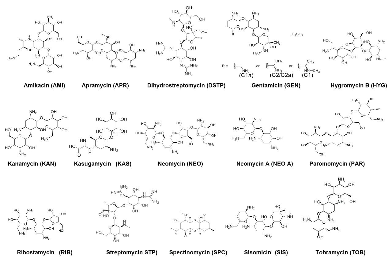 Structures of AMGs included in this study. Gentamicin has 4 isomers (C1, C1A, C2, C2A).