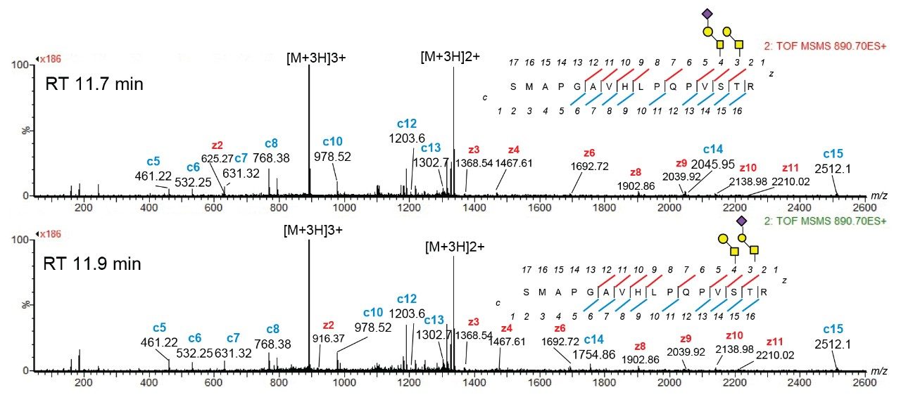 ECD MS spectra for LC-HDMS/MS peaks at RT 11.7 and 11.9 min (m/z 890.7, 3+). Selected m/z for T19 tryptic peptide (SMAPGAVHLPQPVSTR) with 2 HexNAc + 2 Hex + 1NeuAc.  ECD fragmentation confirms locations and identities of two Core 1 O-glycans at positions 14 and 15. 