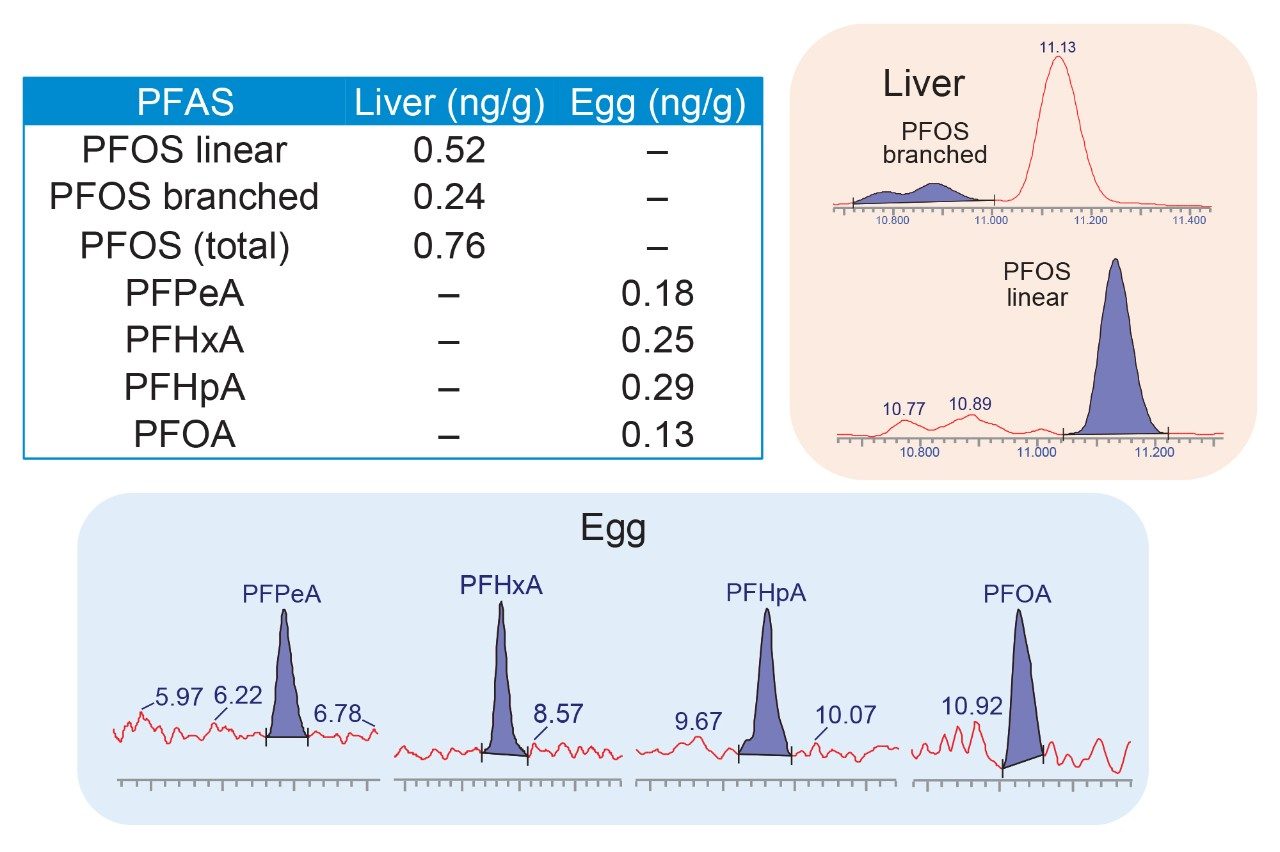 PFAS detected in samples of beef liver and egg purchased in local grocery stores