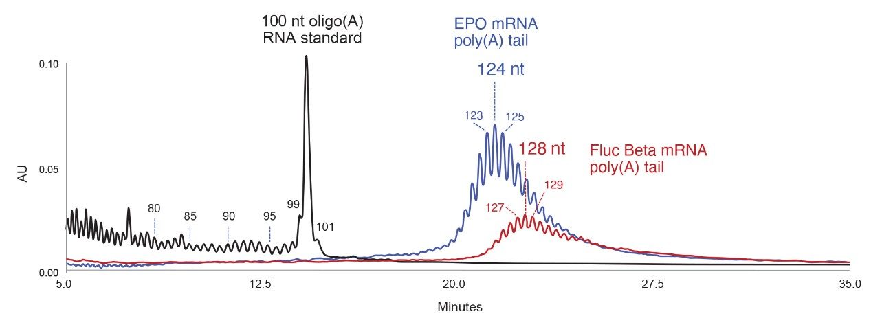 Fluc Beta mRNA poly(A)尾峰组中丰度最高的峰对应于长度为128 nt的物质