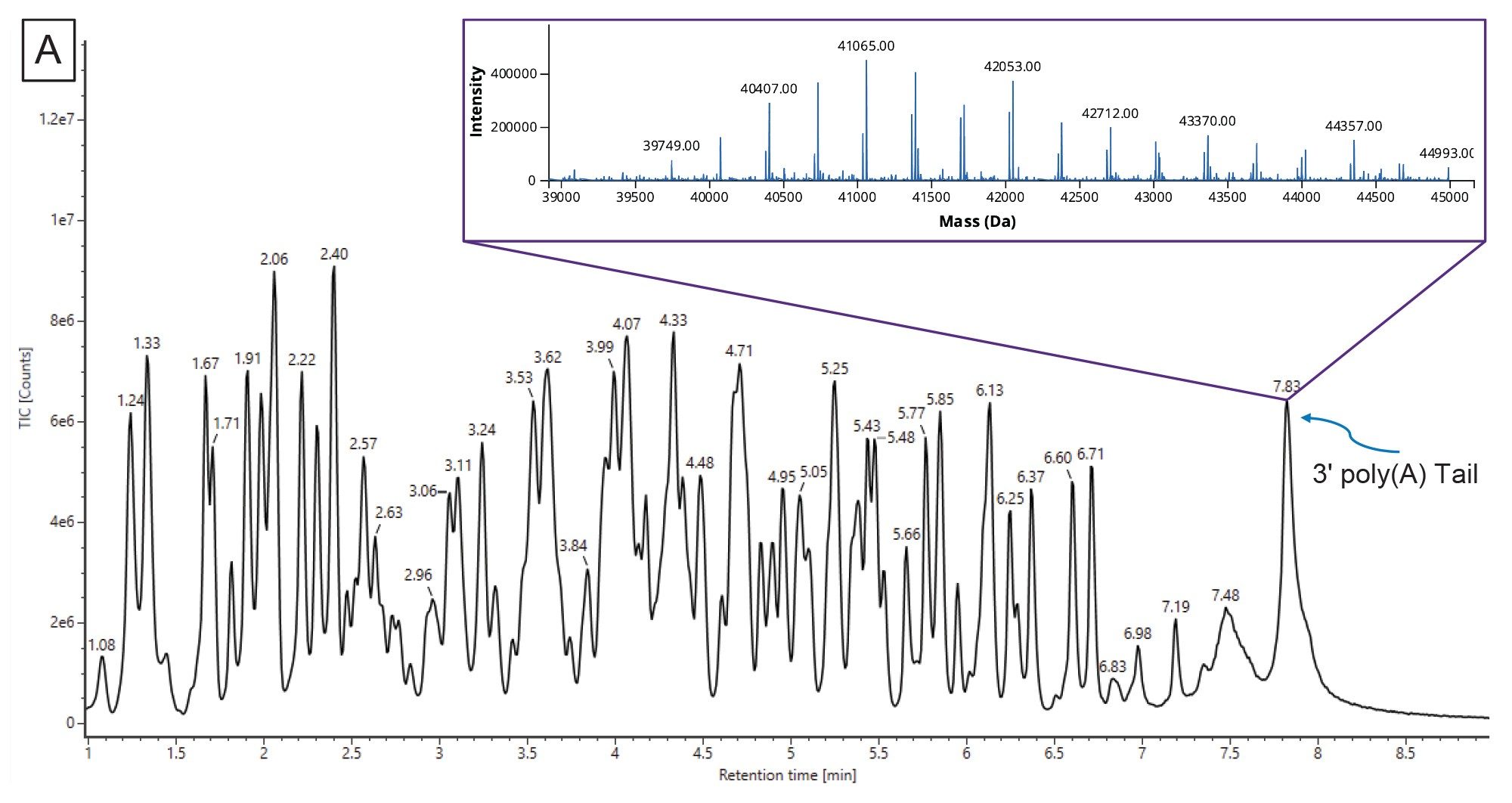  chromatogram of the 3’ poly (A) Tail oligonucleotide mixture derived from RNase T1 digested FLuc mRNA. The inset illustrates the MaxEnt1 charge deconvolution from the INTACT Mass Application