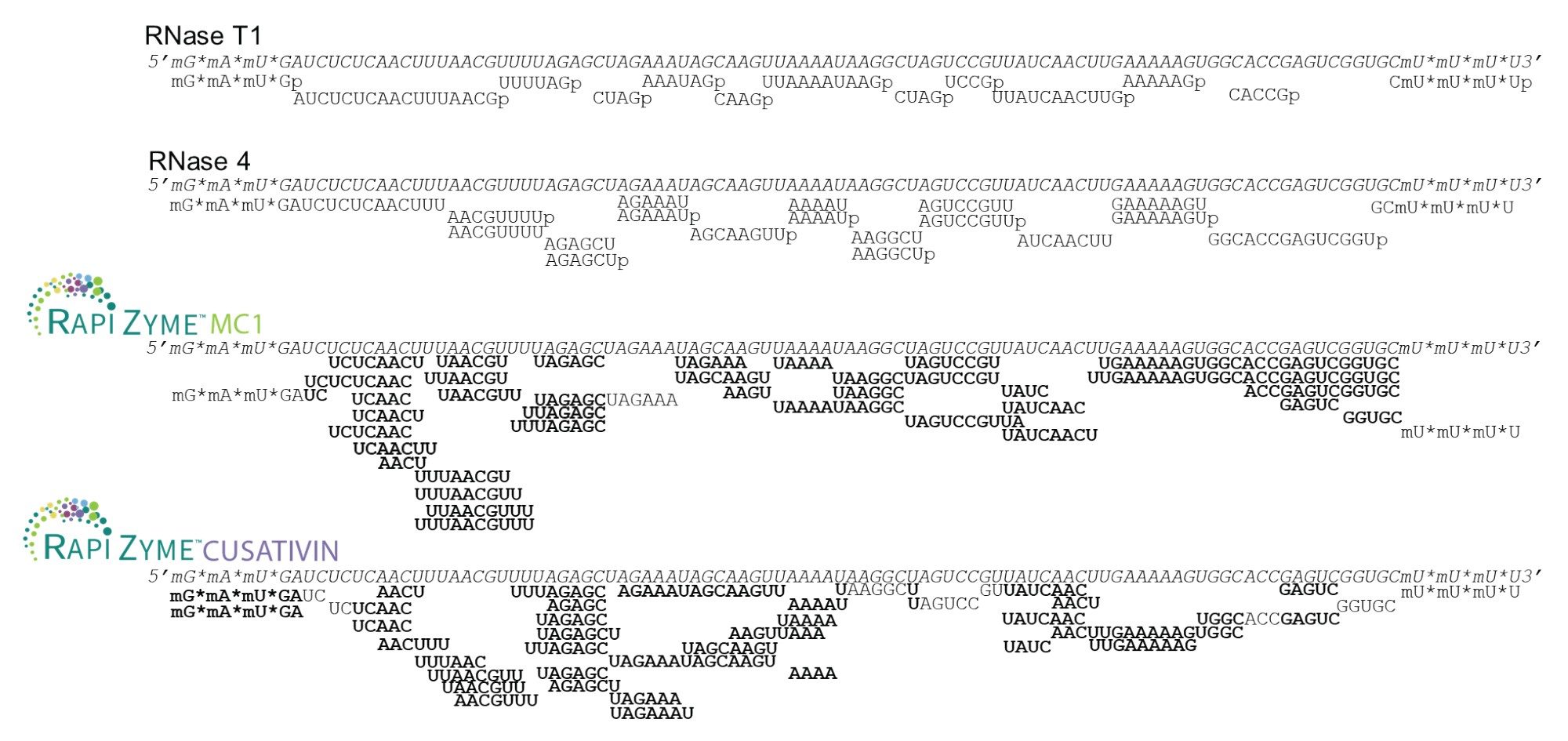 Depiction of identified HPRT sgRNA digestion products for RNase T1, RNase 4, RapiZyme MC1, and RapiZyme Cusativin. Bolded bases signify areas of the sequence where residues were detected in overlapping digestion products