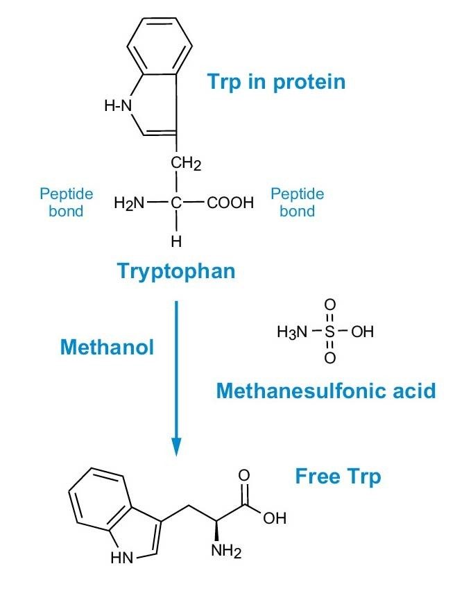 Figure 2. MSA hydrolysis for Trp analysis.