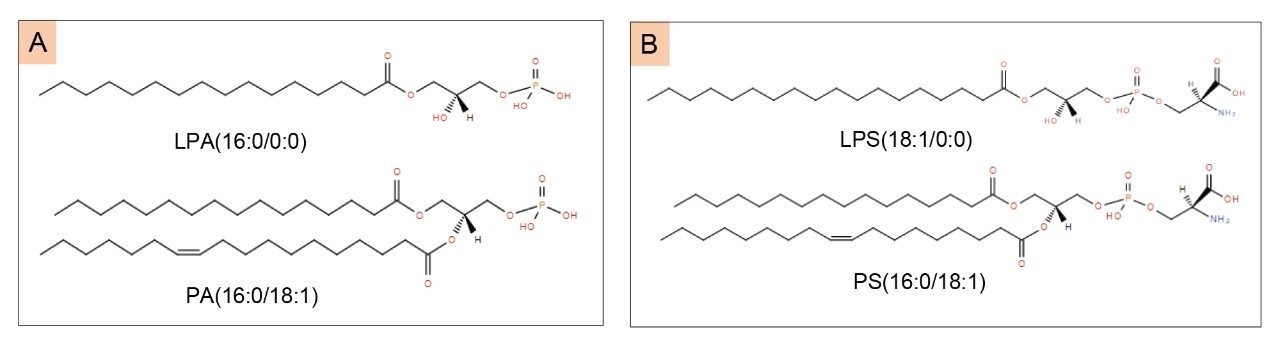 本研究所分析的脂质标准品的化学结构