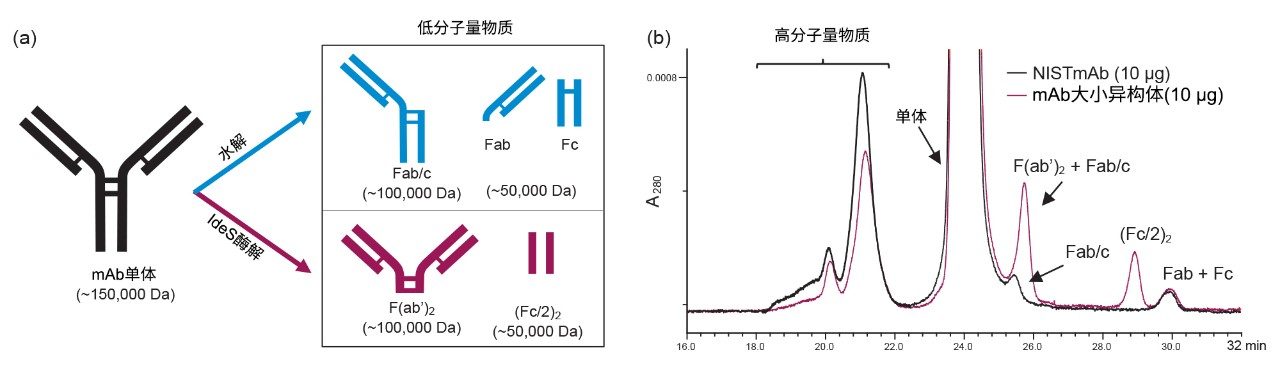  (a) mAb结构图，(b)代表性A280 SEC色谱图。