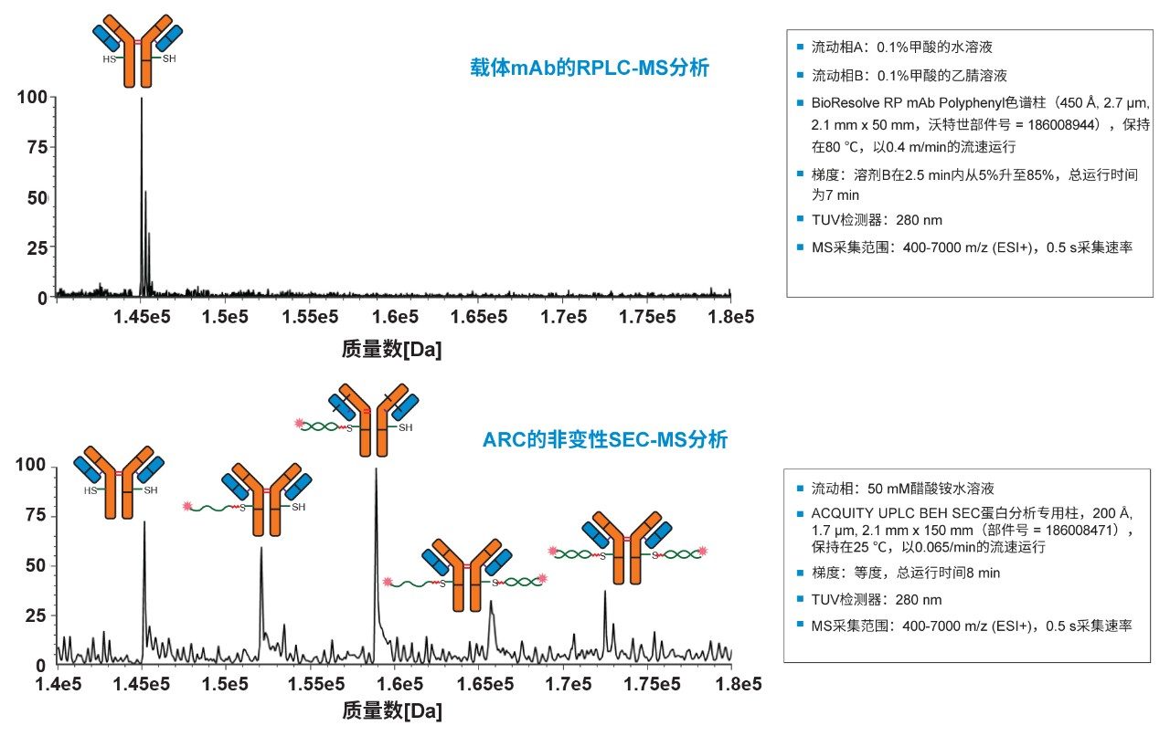 上图：载体蛋白的电荷去卷积完整质量数。下图：非变性SEC-MS分析检出的电荷去卷积DAR物质。