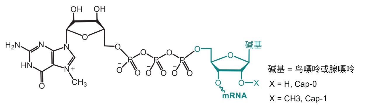 mRNA帽状结构。