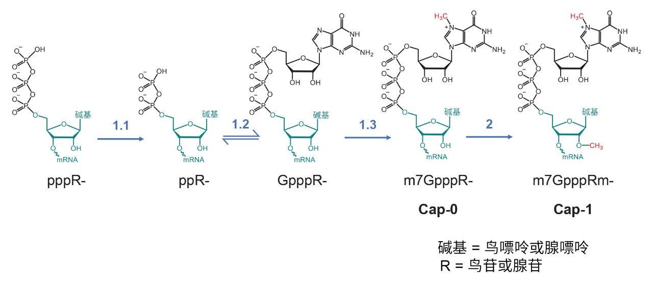 RNA的酶促加帽过程。