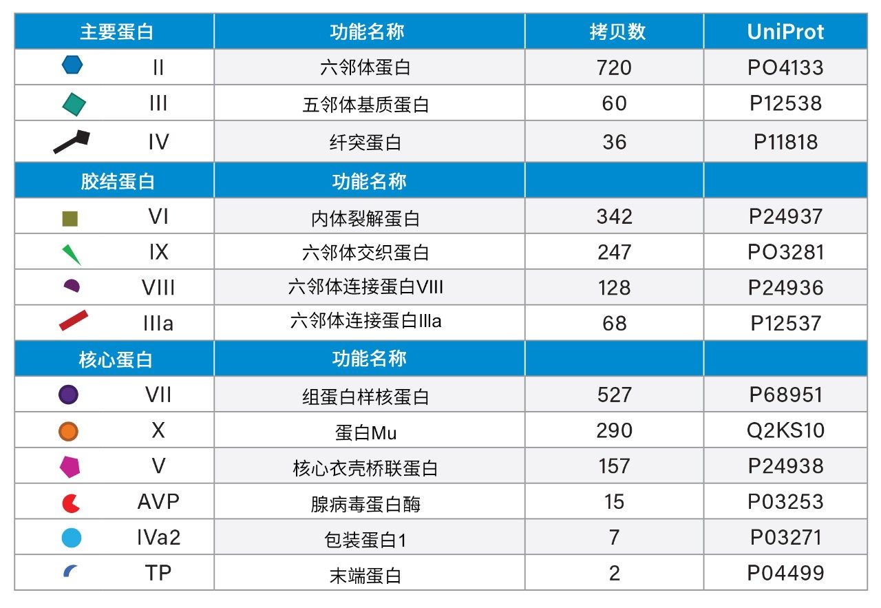 成熟衣壳的腺病毒蛋白,按功能分类