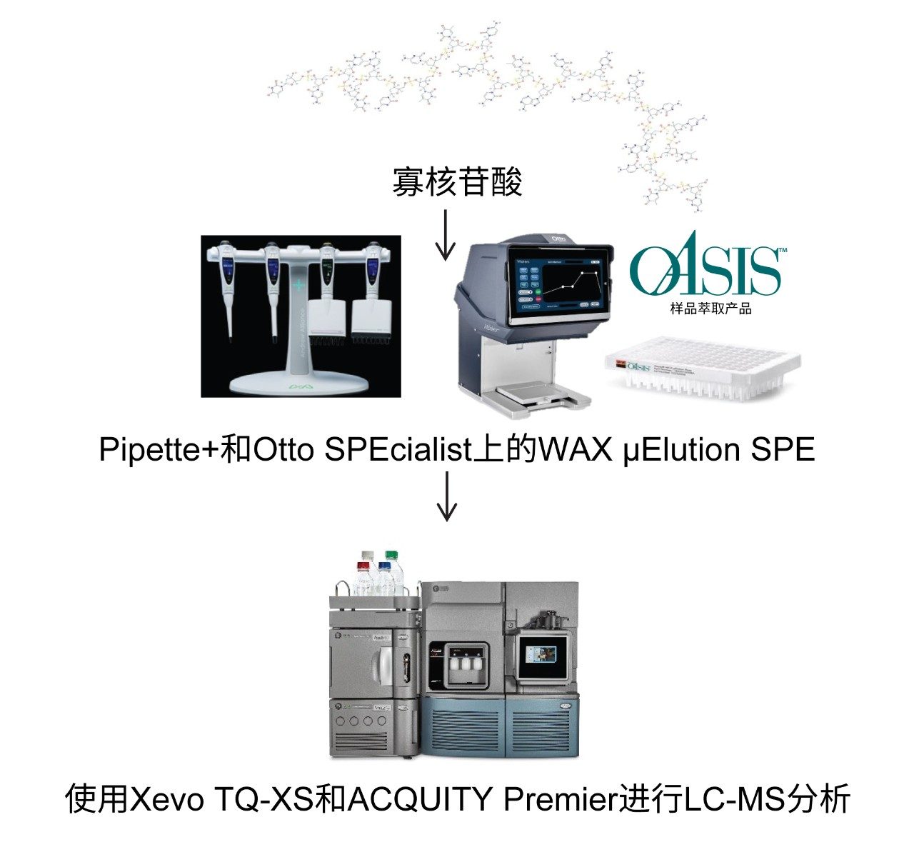 GalNAc-siRNA偶联寡核苷酸的生物样品前处理和LC-MS工作流程