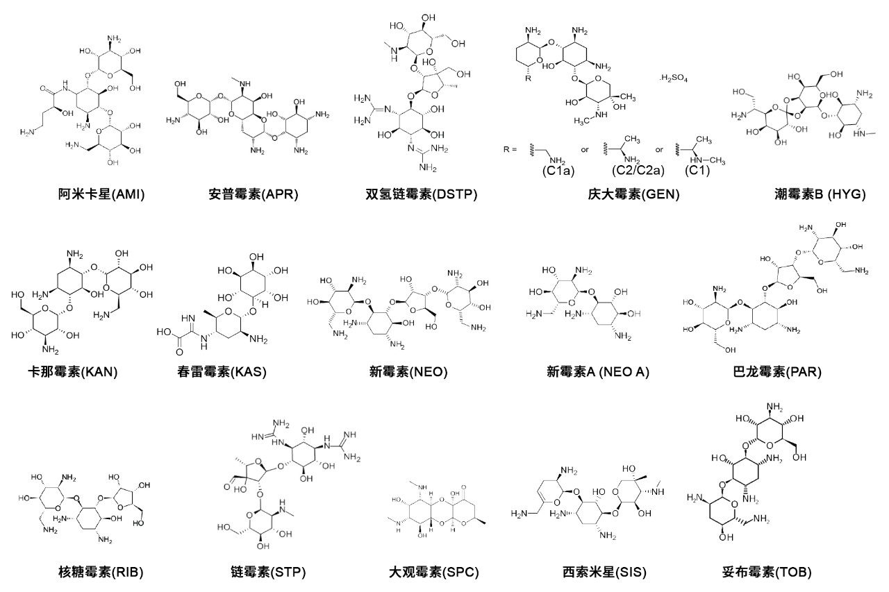 本研究涉及的AMG的结构。庆大霉素有4种异构体(C1, C1A, C2, C2A)。