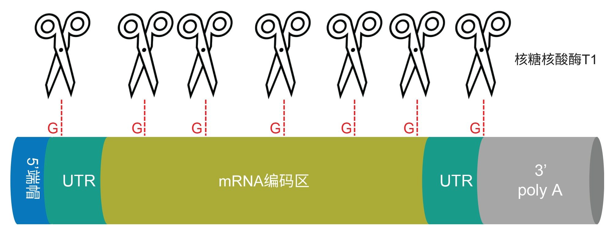 mRNA结构示意图。剪刀指示核糖核酸酶T1的推断性裂解位点。