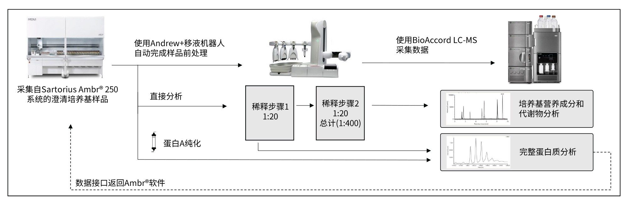 自动化样品前处理和BioAccord LC-MS分析的示意图