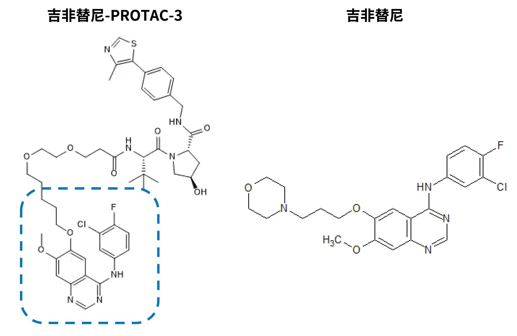 PROTAC-3吉非替尼(虚线部分为吉非替尼组分)和吉非替尼